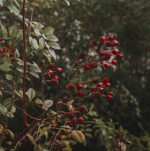 Bild von Waldorfkindergarten Finning